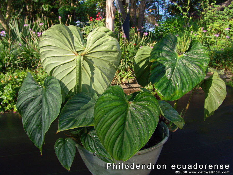 فیلودندرون اکوادورنس